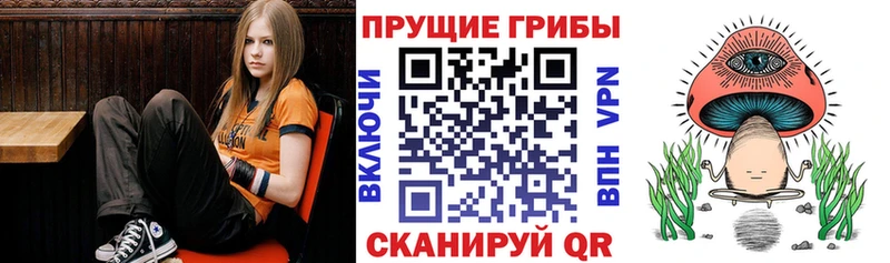 Галлюциногенные грибы Psilocybe  Солнечногорск 